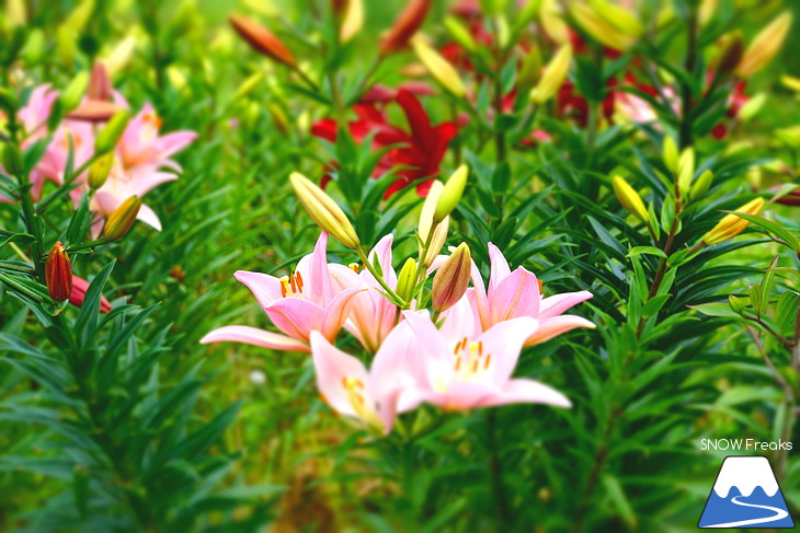 北海道最大級、213万輪のゆりの花！『オーンズ春香山ゆり園』